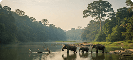 Kabini